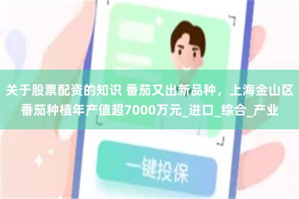 关于股票配资的知识 番茄又出新品种，上海金山区番茄种植年产值超7000万元_进口_综合_产业