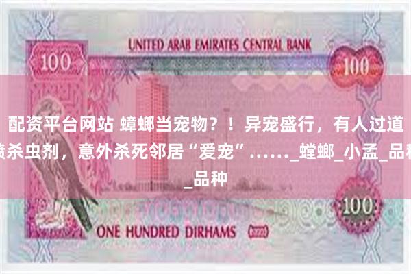 配资平台网站 蟑螂当宠物？！异宠盛行，有人过道喷杀虫剂，意外杀死邻居“爱宠”……_螳螂_小孟_品种