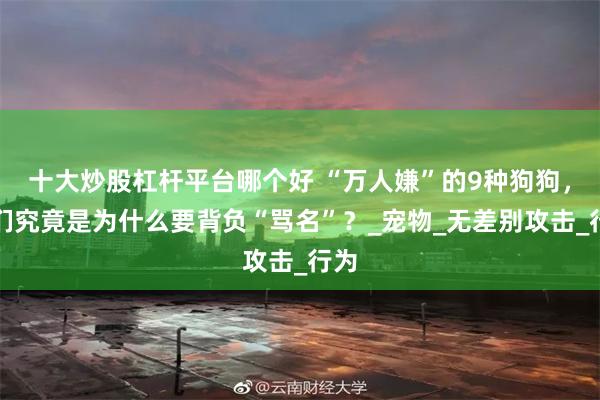 十大炒股杠杆平台哪个好 “万人嫌”的9种狗狗，它们究竟是为什么要背负“骂名”？_宠物_无差别攻击_行为